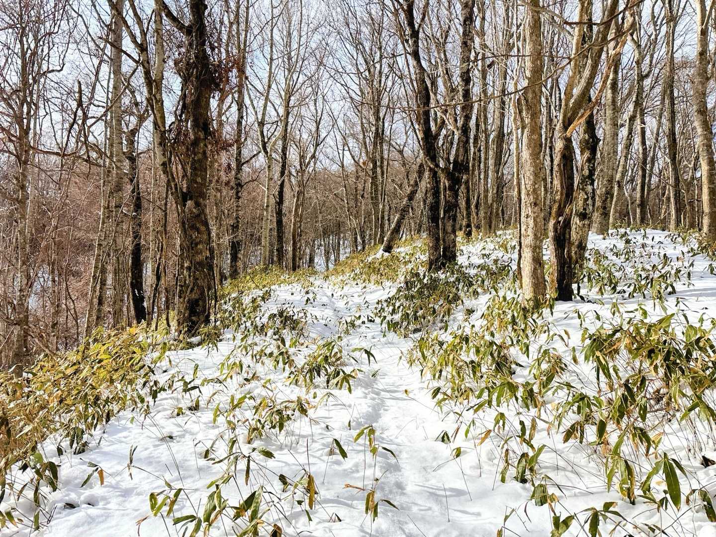 やはり降雪があったようで
トレースは不鮮明ながらも
この辺とかはまだ
チェンスパで良かったかなぁ
と思いながら...


