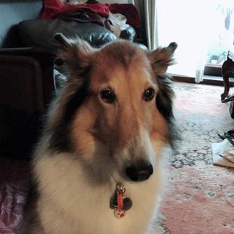 ジャスミンまま