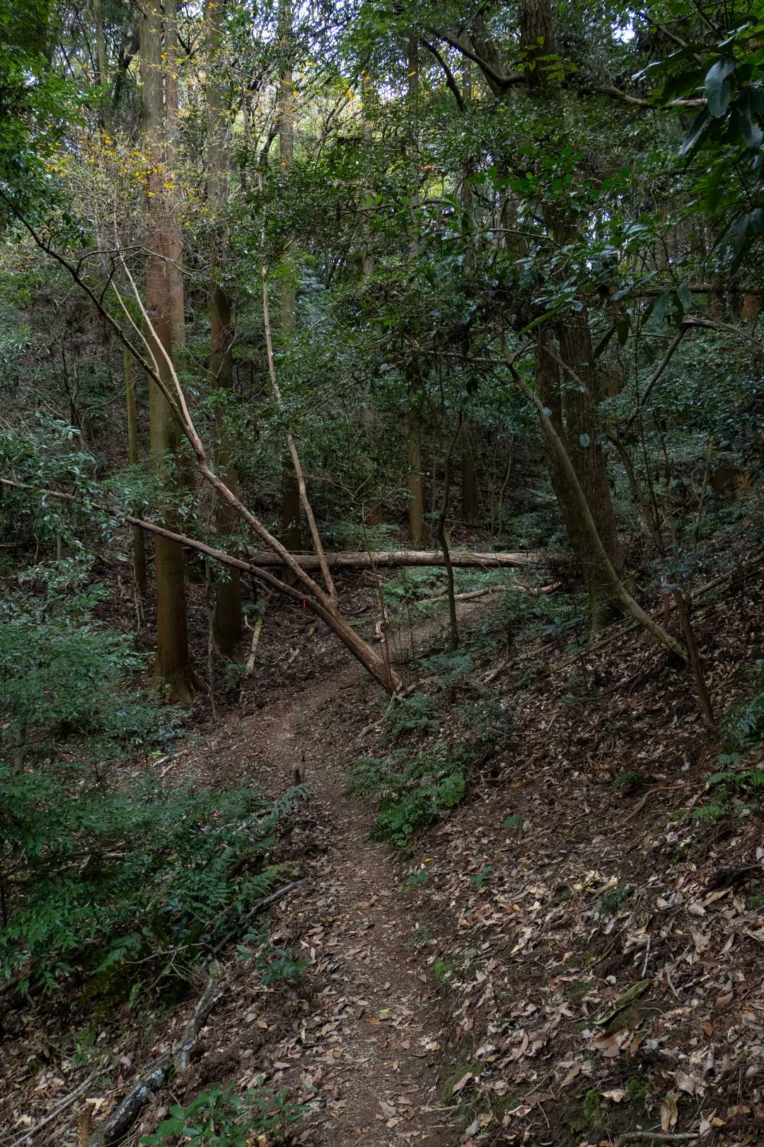 綺麗に管理されている下山中の登山道
ありがとうございます