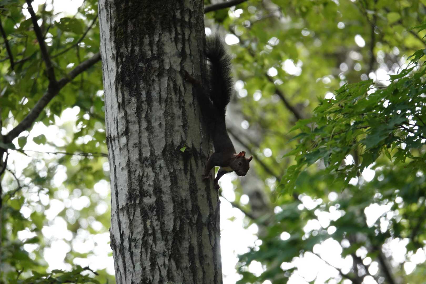 リスが追いかけっこ😊
鬼リスの方が立ち止まってくれました