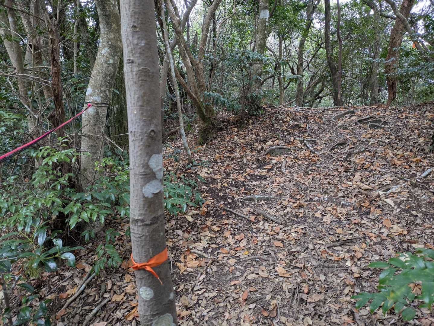 歩き易い山道です🙆‍♀