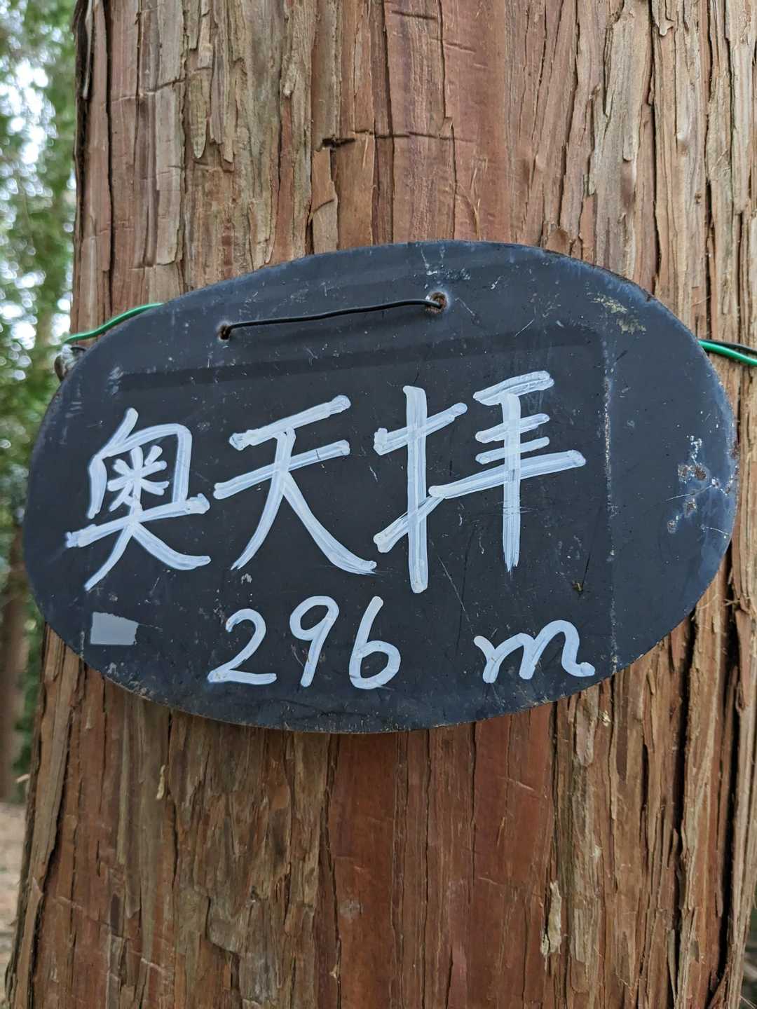 こちらは同じ木の裏側。筆跡が違います