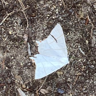 ウスキツバエダシャク？