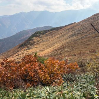紅葉も青空になると綺麗🍁