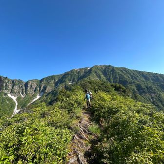 剣ヶ峰です

転ブナ