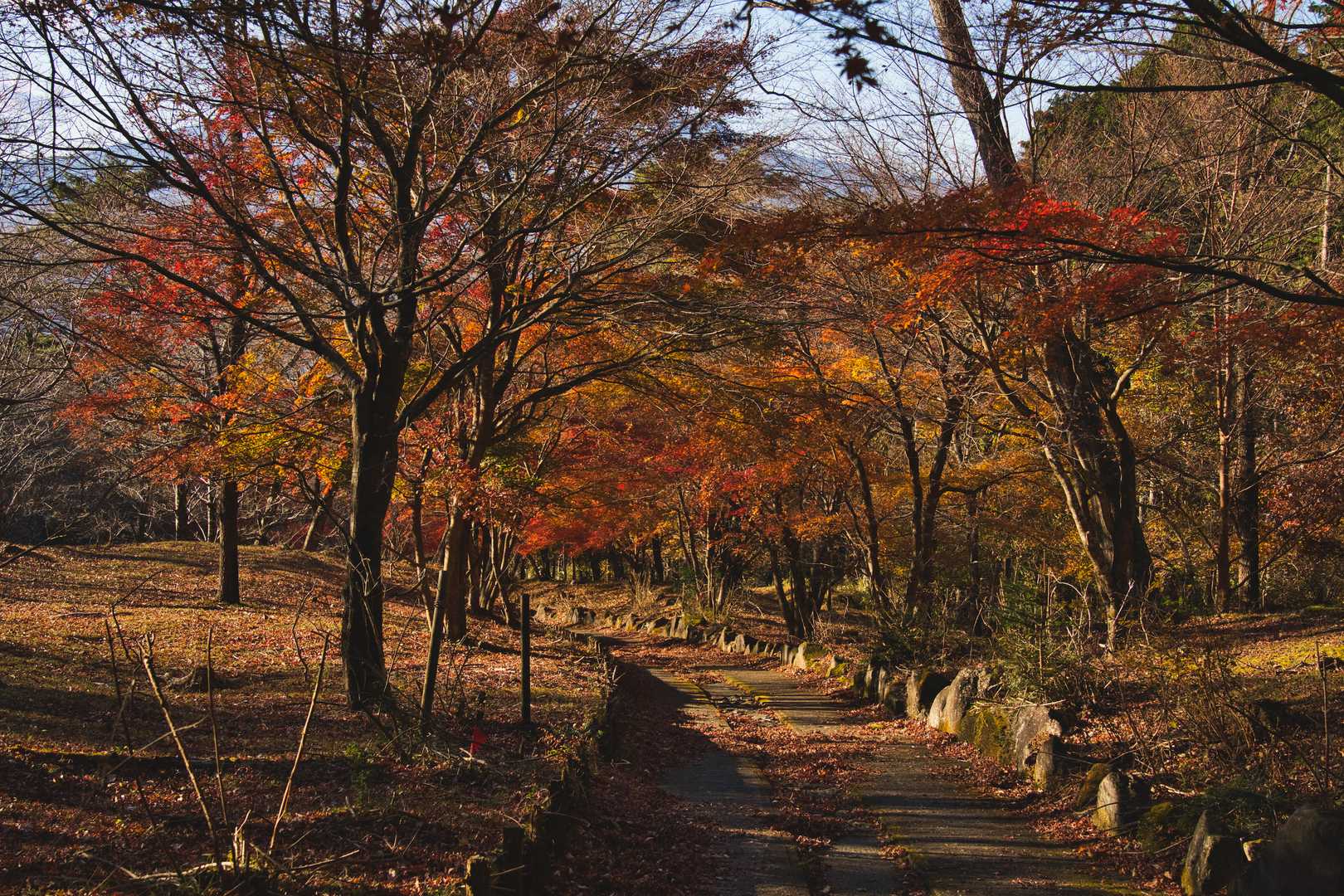 紅葉の並木道。