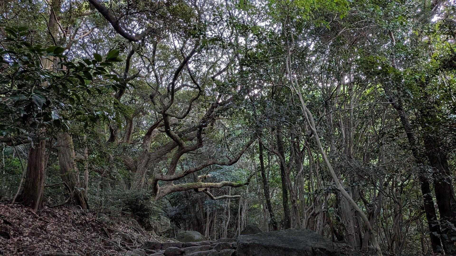 正面道コース | 修験の歴史を感じる福岡県一番人気の名峰への写真