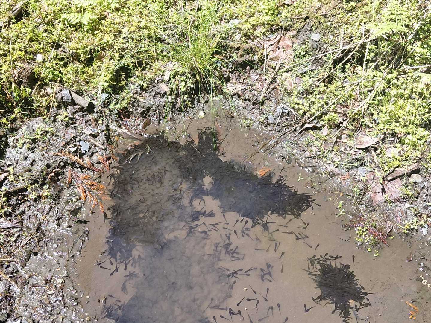 黒いのは影ではなく
おたまじゃくし…

こんな集合体見るの
子供の時以来