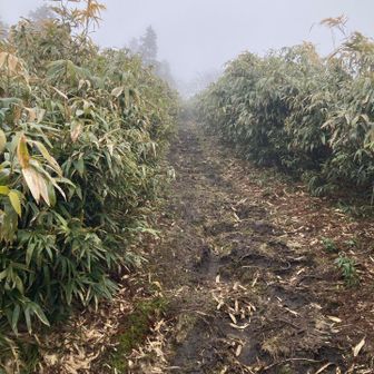 両サイドが笹薮なのは怖い