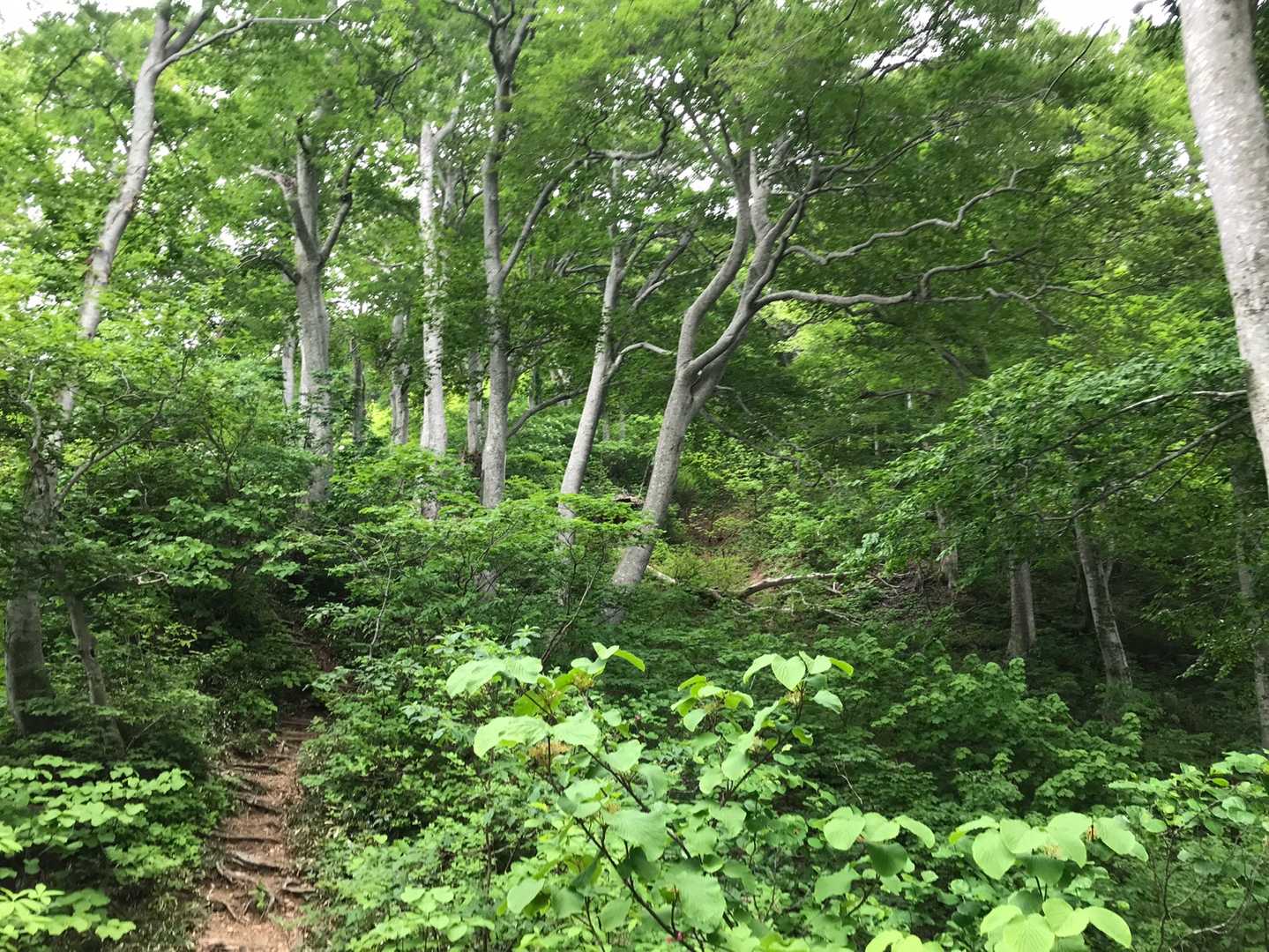 米山（大平駐車場）＜大平コース＞の写真
