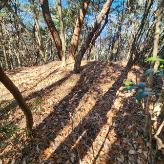 YAMAPルートと合流
ヤマレコルートのほうが歩きやすいそうなのでくるっと回る