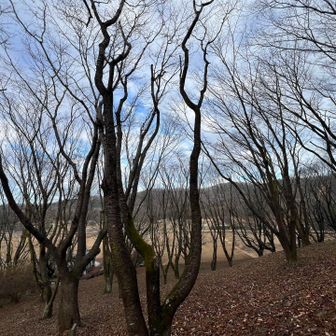 仏生寺付近は桜がいっぱい🈵
春は綺麗だろうな🌸