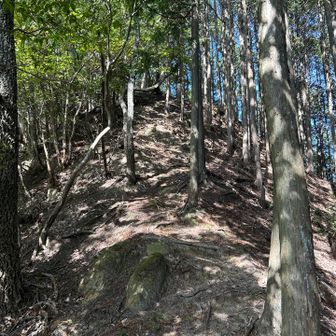 おっと‼️また壁のような急登😫登り切ったところが岳山山頂ですが、気付かず、スルーしてしまいました。