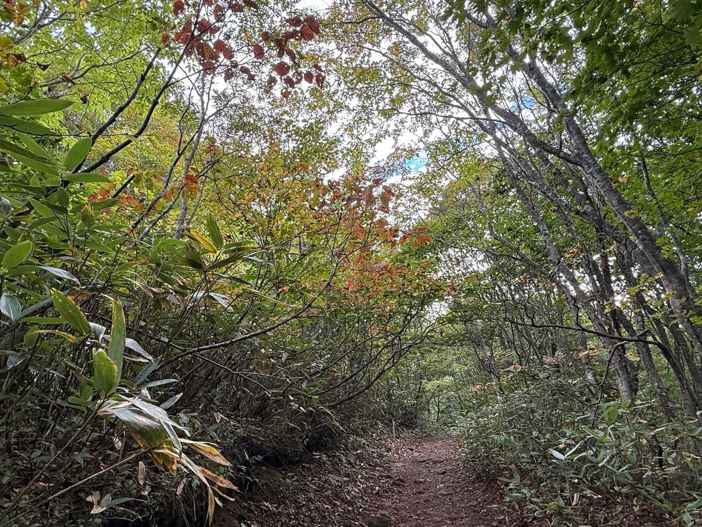 ちょっとずつ紅葉し始めてるかな🍁