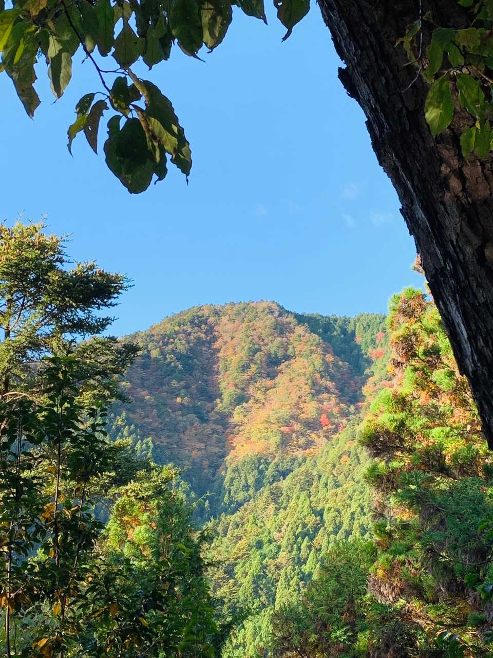紅葉🍁が綺麗じゃ(o^^o)