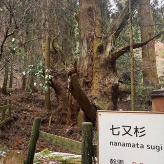 七又杉はやっぱり七又