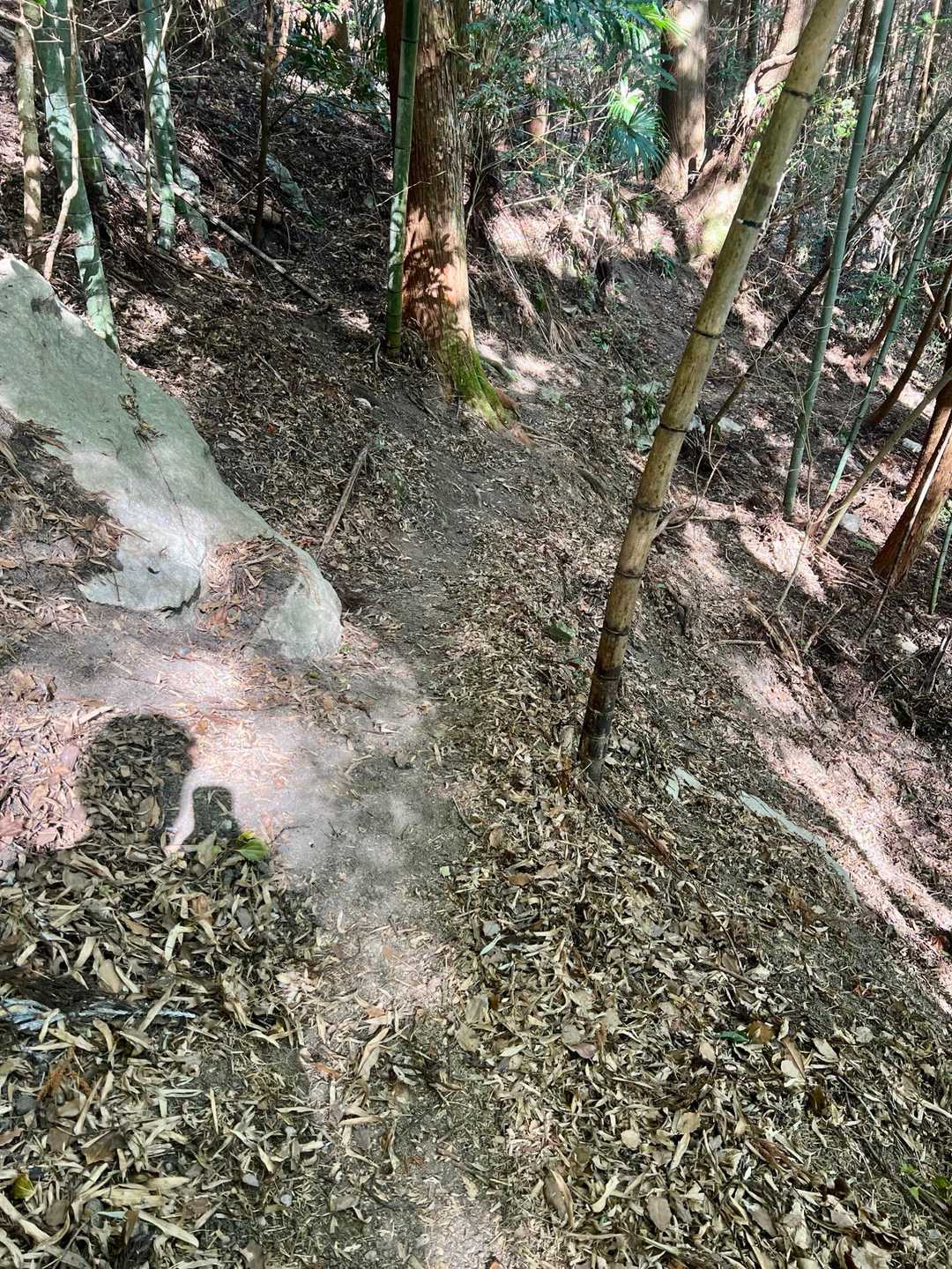 時々、登山道が細って滑りそうなところも💦