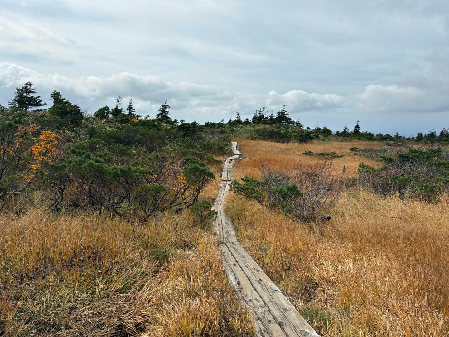 八甲田大岳登山口-八甲田山-井戸岳-毛無岱湿原経由八甲田登 縦走コースの写真
