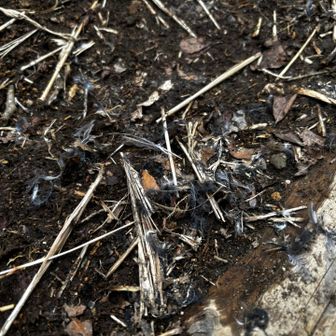 小鳥が食べられてるーーーーーー😭
(徐ろにジップロックを取り出す人🙋