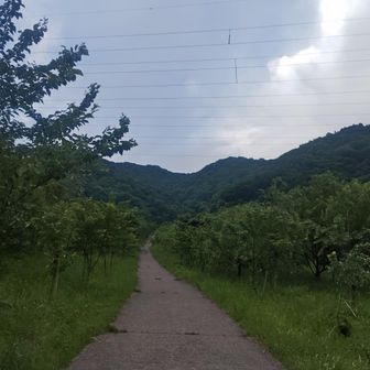 最初のこのアスファルトの坂がいつもきつい。