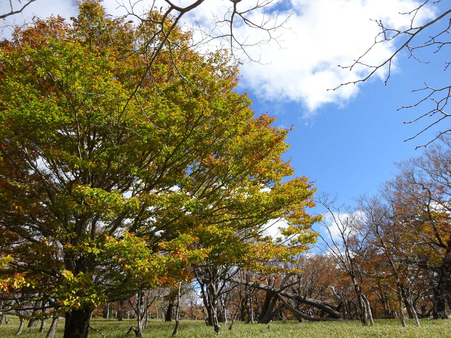 大台ヶ原バス停-大台ヶ原山-尾鷲辻-大蛇グラ 周回コースの写真