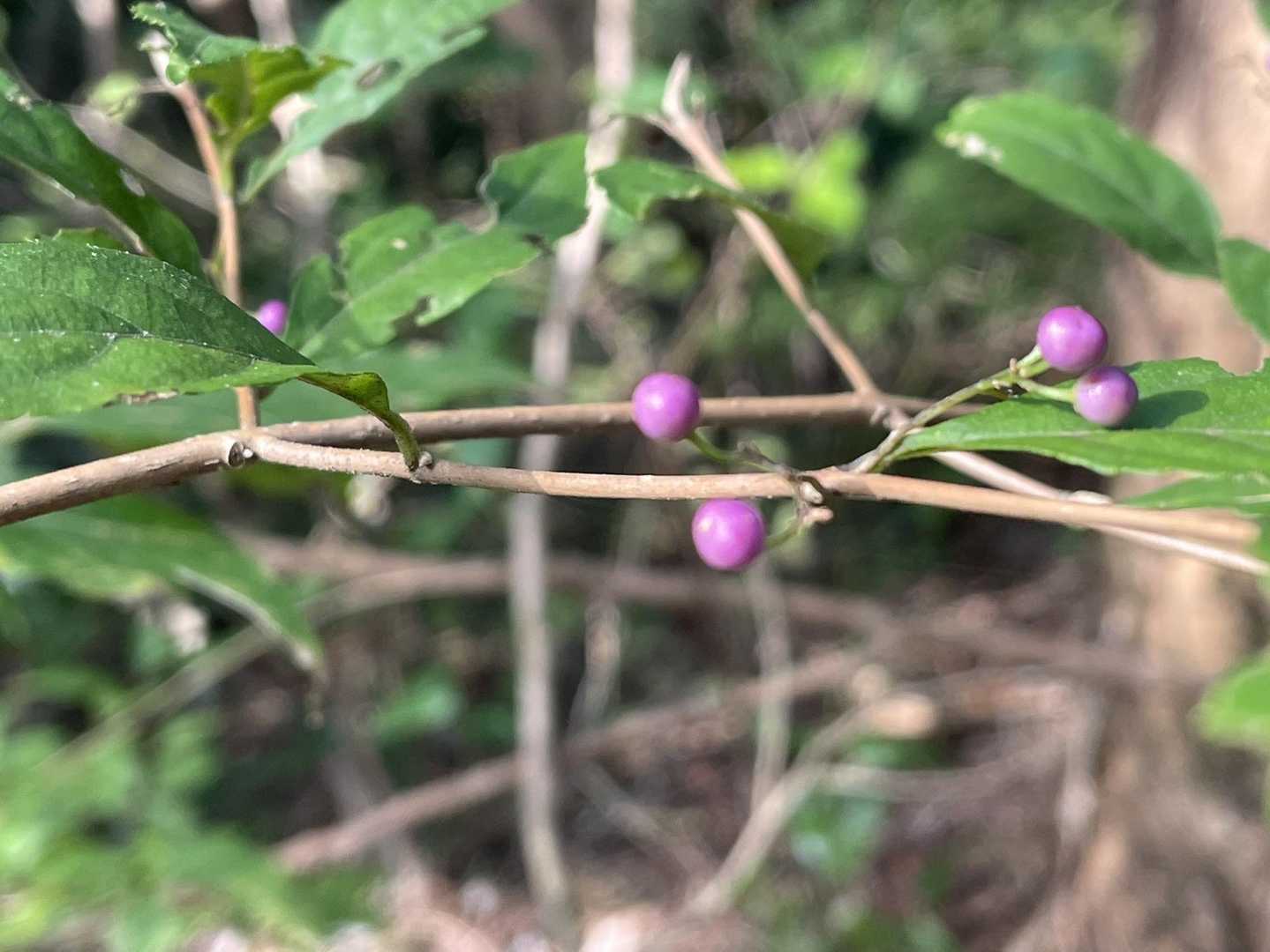 紫式部　少しだけ実がつき始めてた✨✨