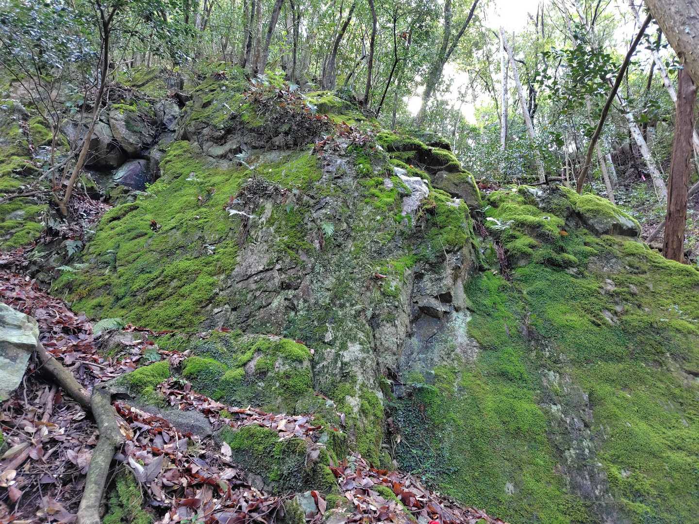 苔生した岩場