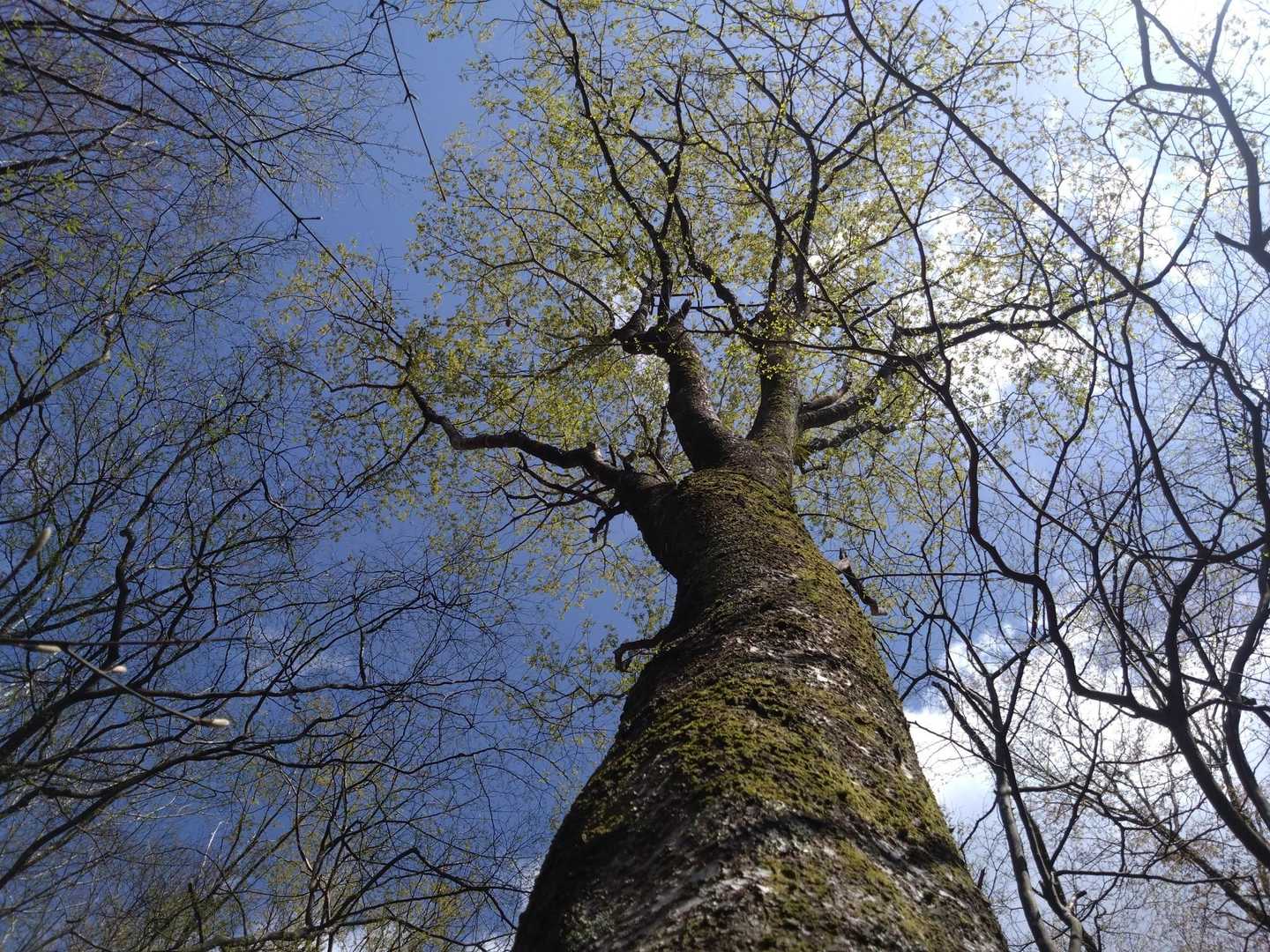 定点観測の木🌳