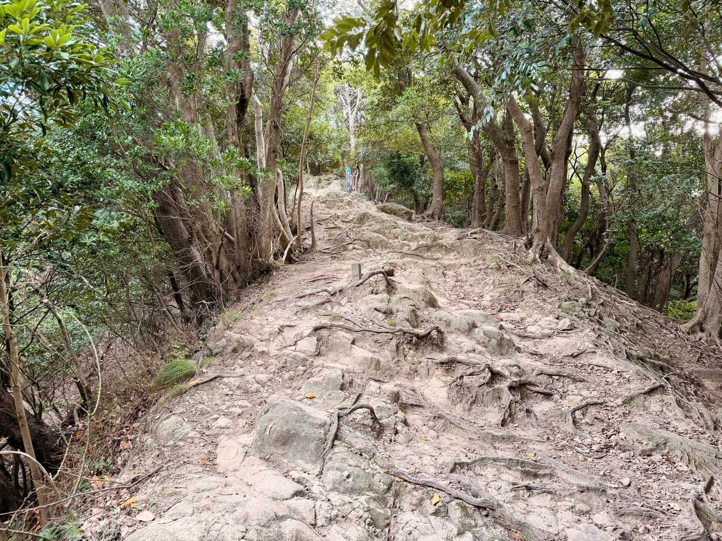 階段を登りきると、ようやく山道みたいになってきました