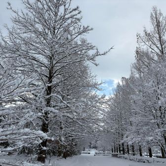 雪山ウォーク開始直後にて❄️
綺麗な雪の並木道😆
ここから約4Kmをたっぷり4時間かけて歩きます👣