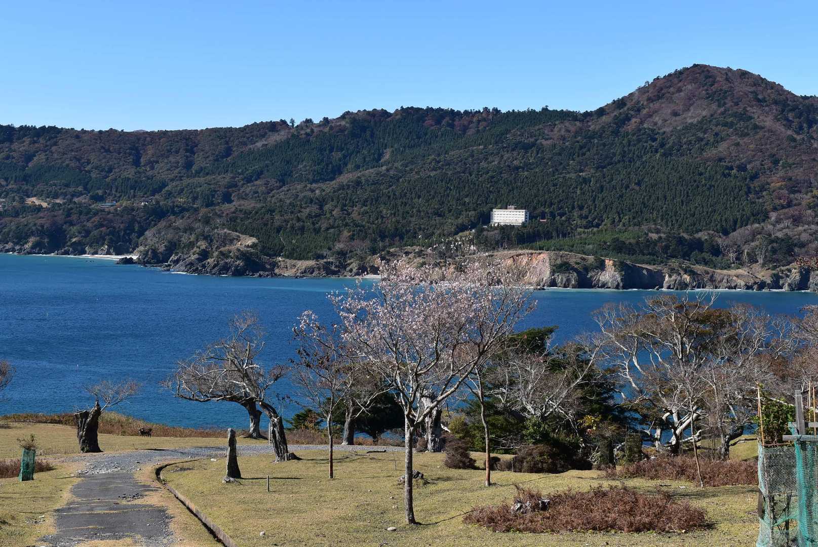 四季桜❓