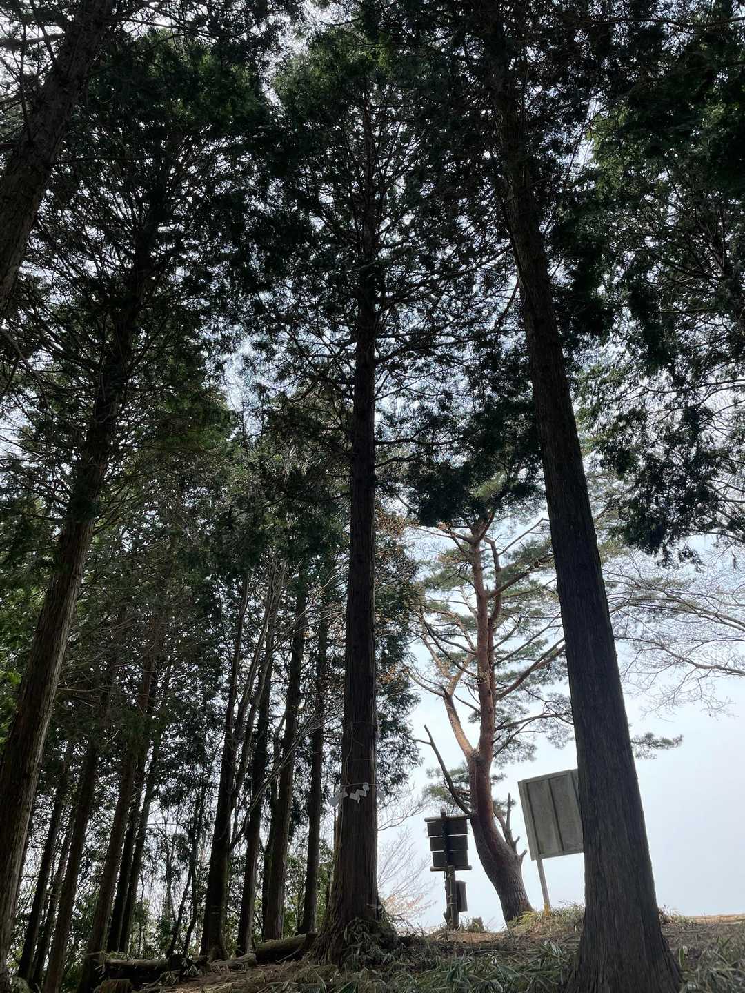 御神木　素晴らしいです