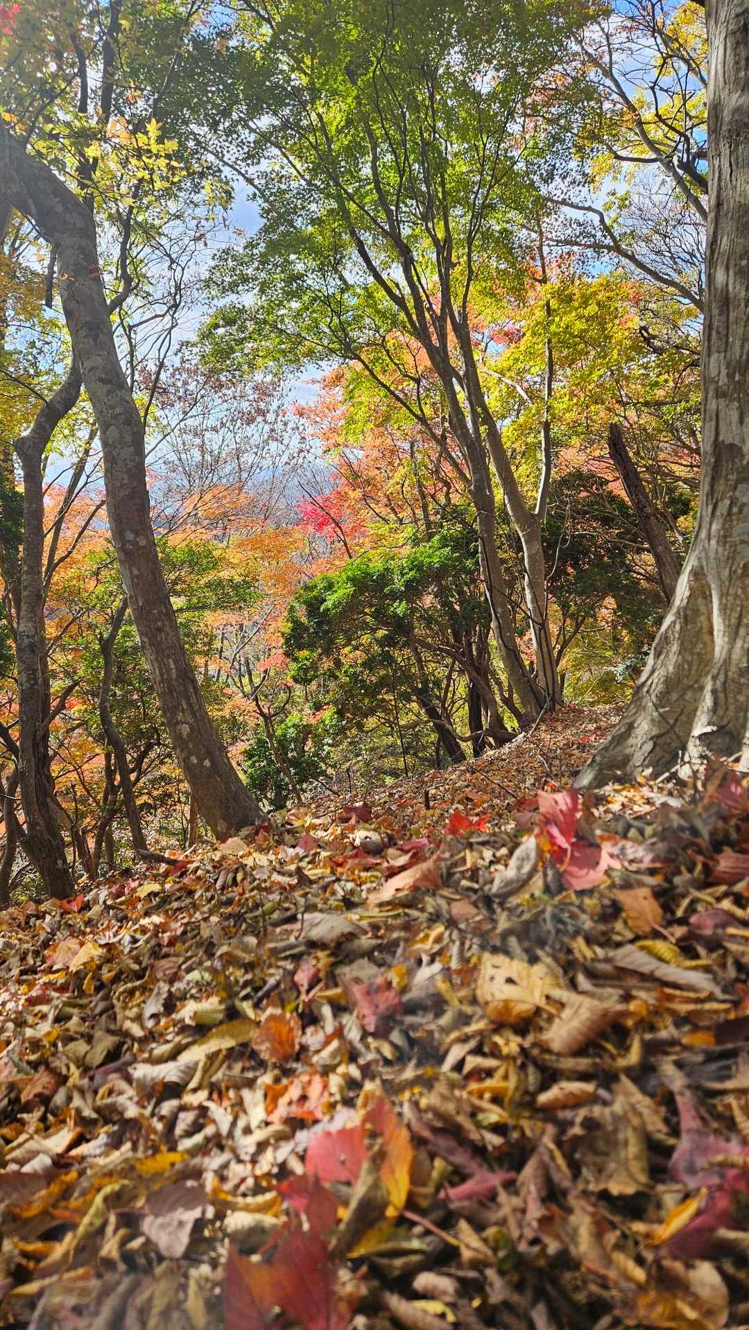 🍁キレイ✨