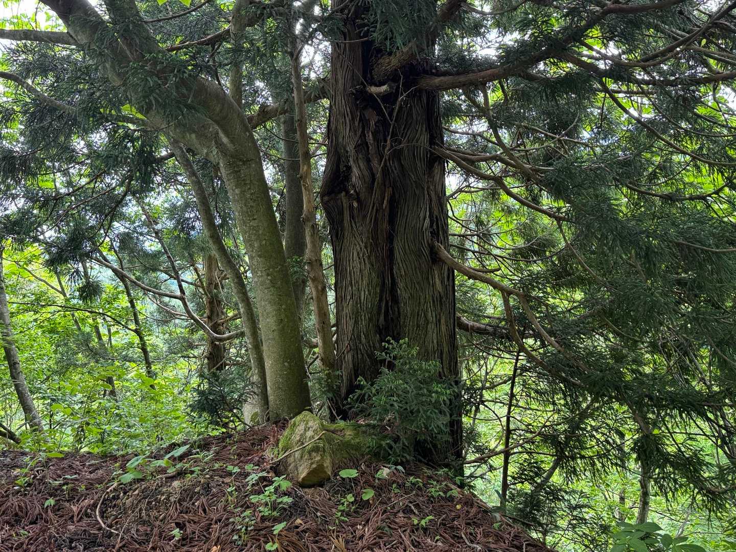 立派な木🌲