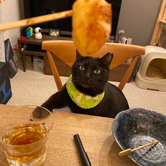 かめさん🐢🐾