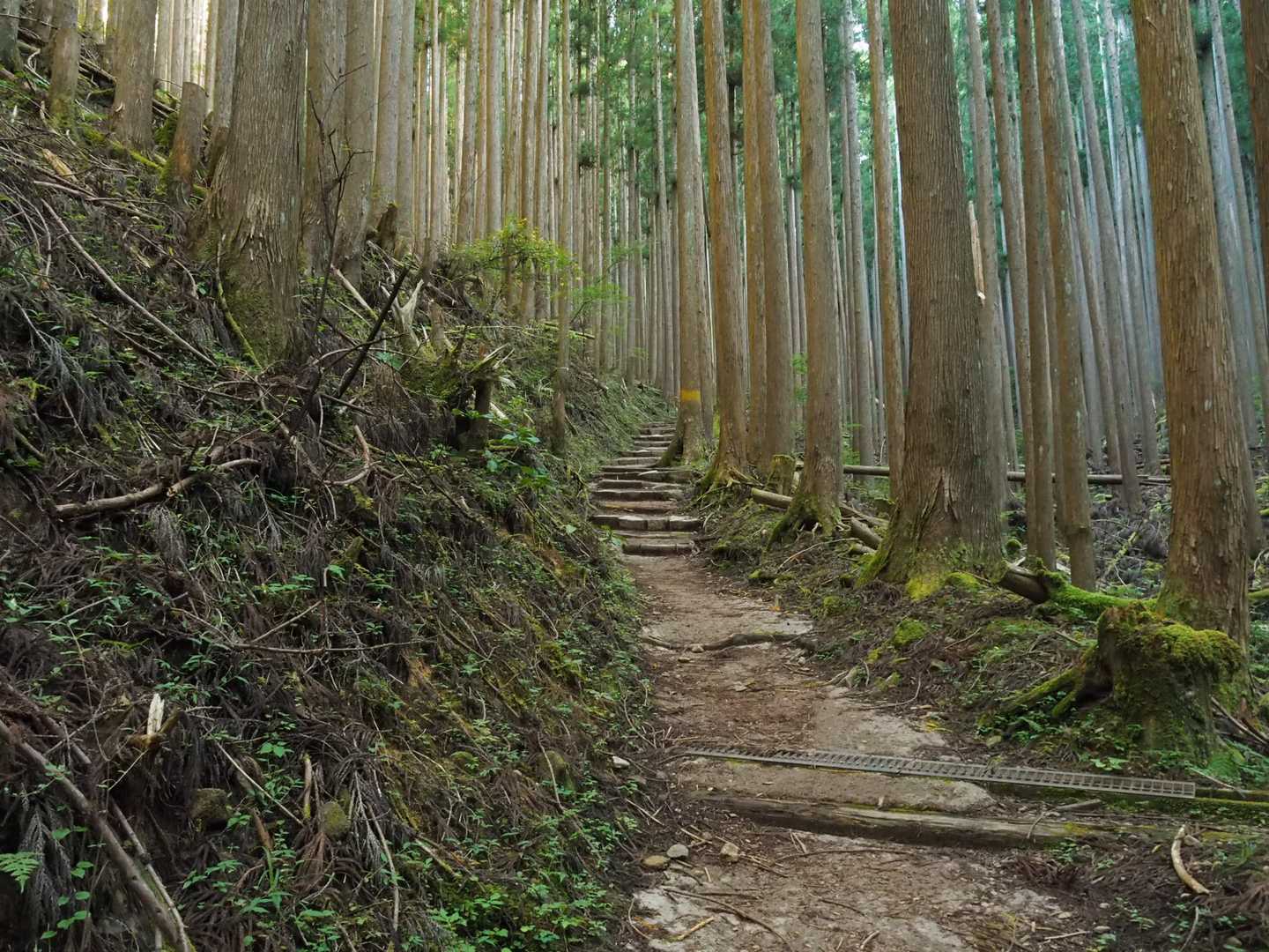 洞辻茶屋-山上ヶ岳 周回コースの写真