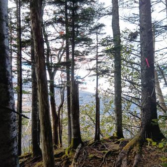 この辺がYAMAPの残月峰ピーク
多分下から見えてるてっぺんってことかな？
特に何もありませんが、見えてる木のすぐ先には断崖絶壁😱怖くて近寄れません😭