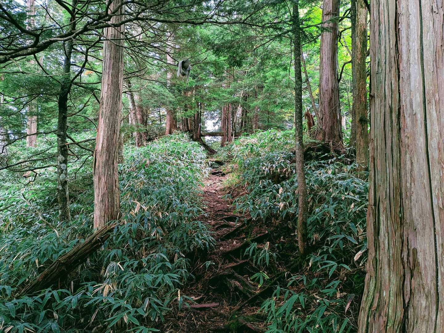 下山時にそれぞれソロの方で三名すれ違いました。
日帰りサーキットだと思うから皆さん健脚です。