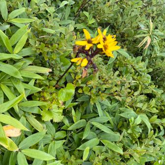教わったトウゲブキ　葉っぱが蕗の葉。葉っぱにピンと合ってるよw かわいいお花