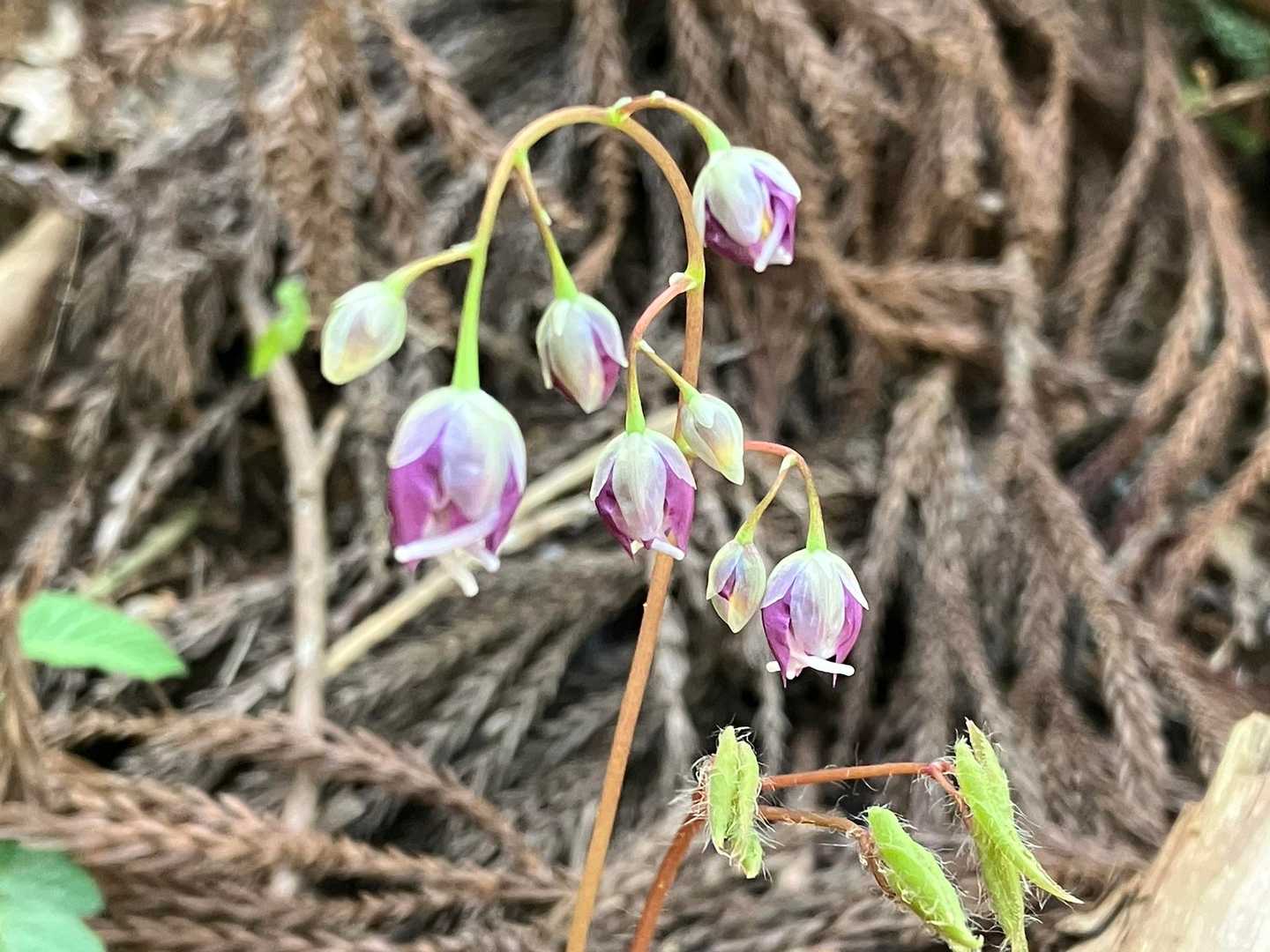 蕾も可愛い✨