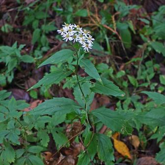 シロヨメナ（白嫁菜）
白い舌状花にすき間があり、３本の葉脈が目立つ特徴で、林の中に咲く。