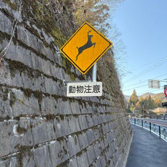 鹿…正直自分の知り合い全損事故になってるので…舐めない方がいいです☺️⚔️
自分はちょい前気づいて止まりましたが…
でかいのが当たったらアウトです⚔️
自分の経験ですが…のんびり横断します🦌