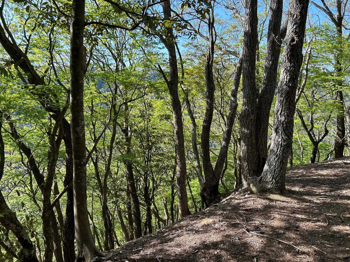 キリがないので、山頂を目指す