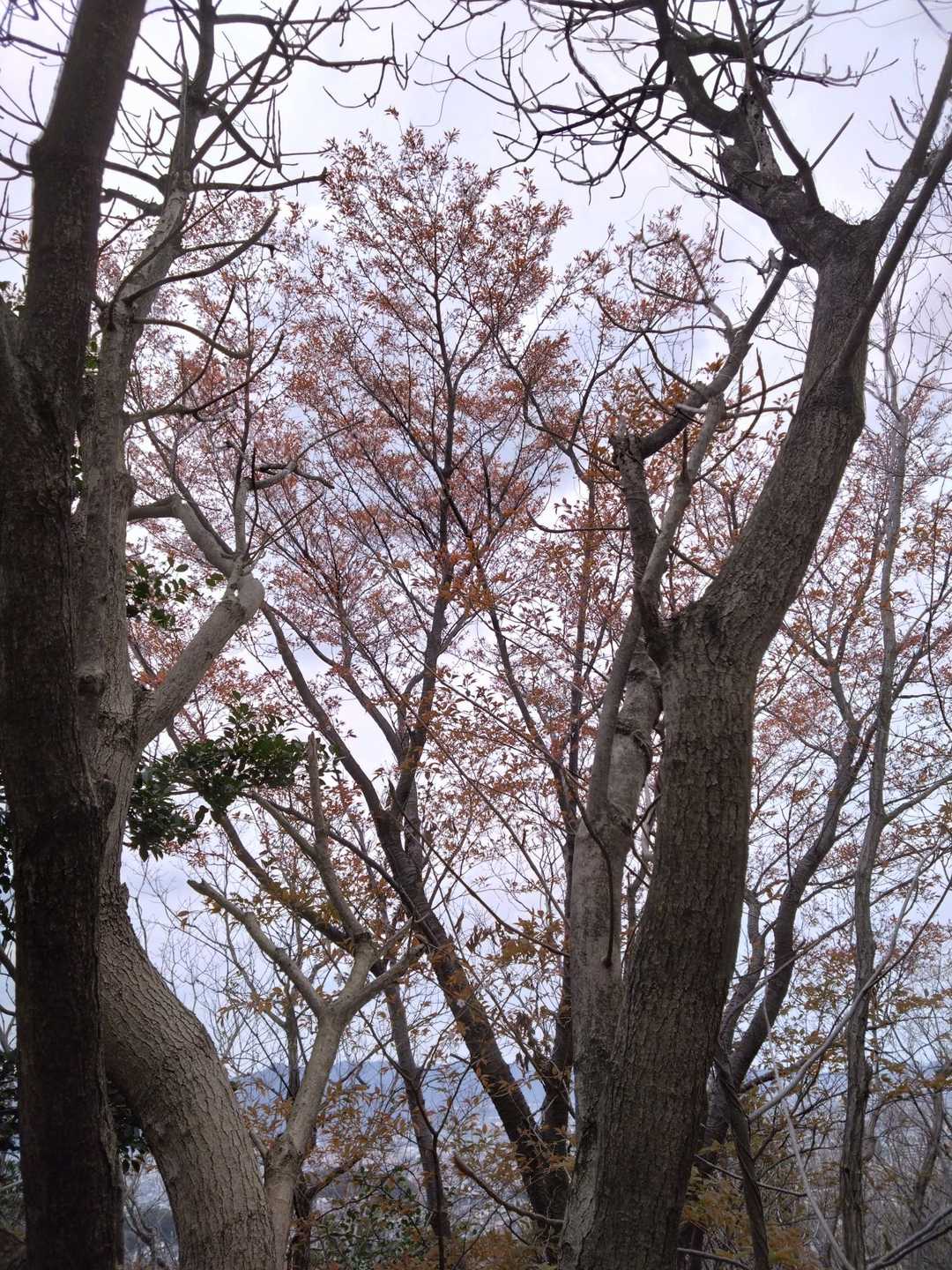 山桜がもう散っているんですね✿