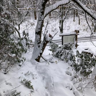 まっさらな新雪を踏んで