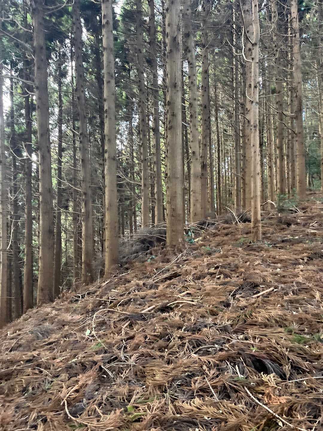 整然とした杉林🌲