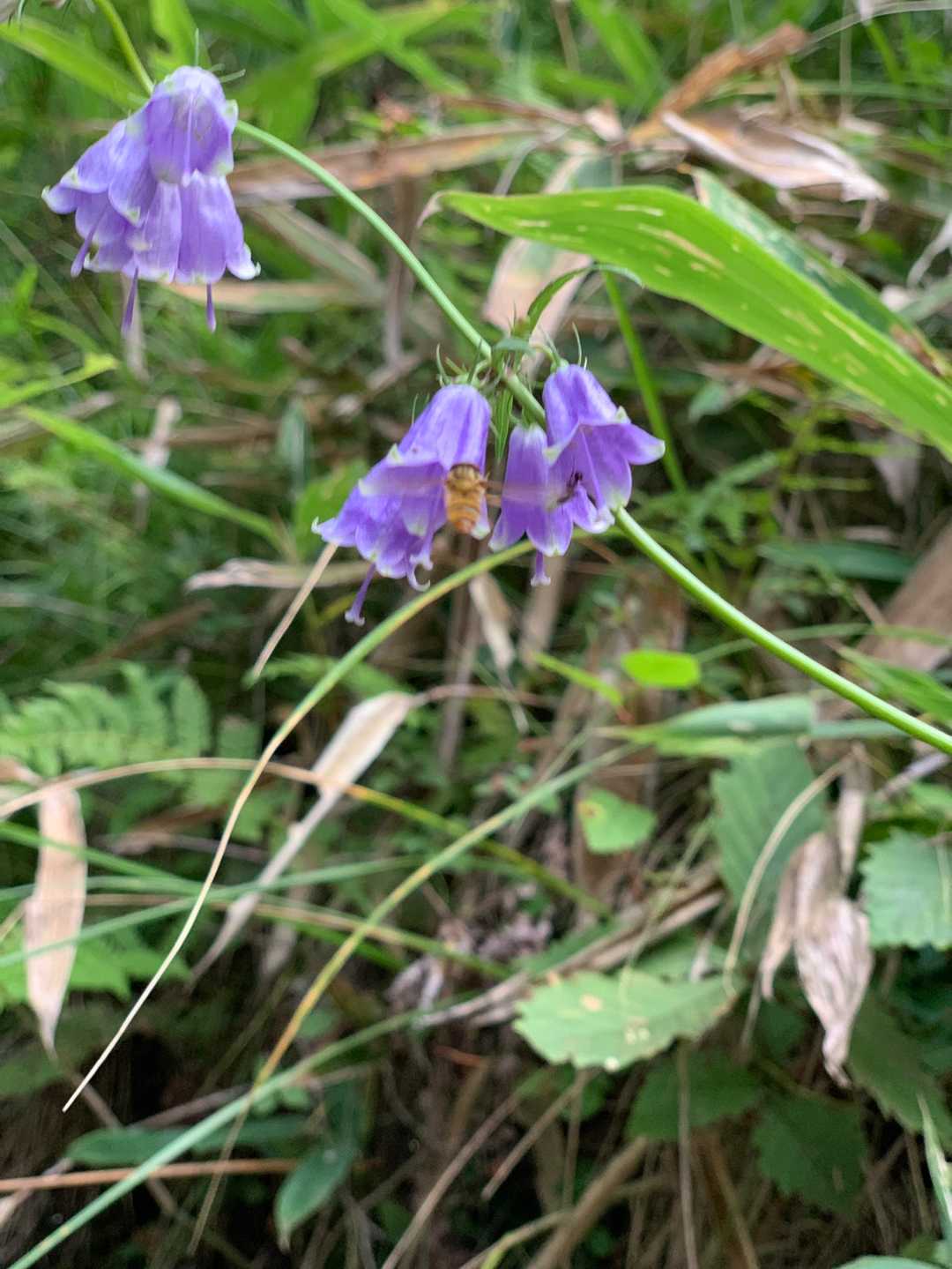 小さなかわいい蜂🐝さん、スマホの画面のお花に留まろうとして写真を撮るのをじゃましてました。スマホをお花に近づけてスマホを除けると目の前の本物のお花に気がつきました。匂いに反応ではないのかしら。