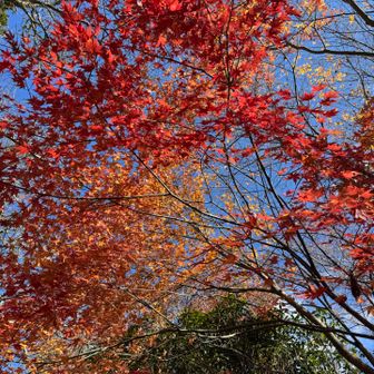 庭はよく手入れされています