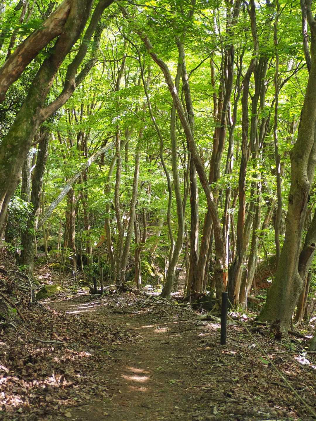 何度も戻りたいとぶつぶつ言っていたそうな。