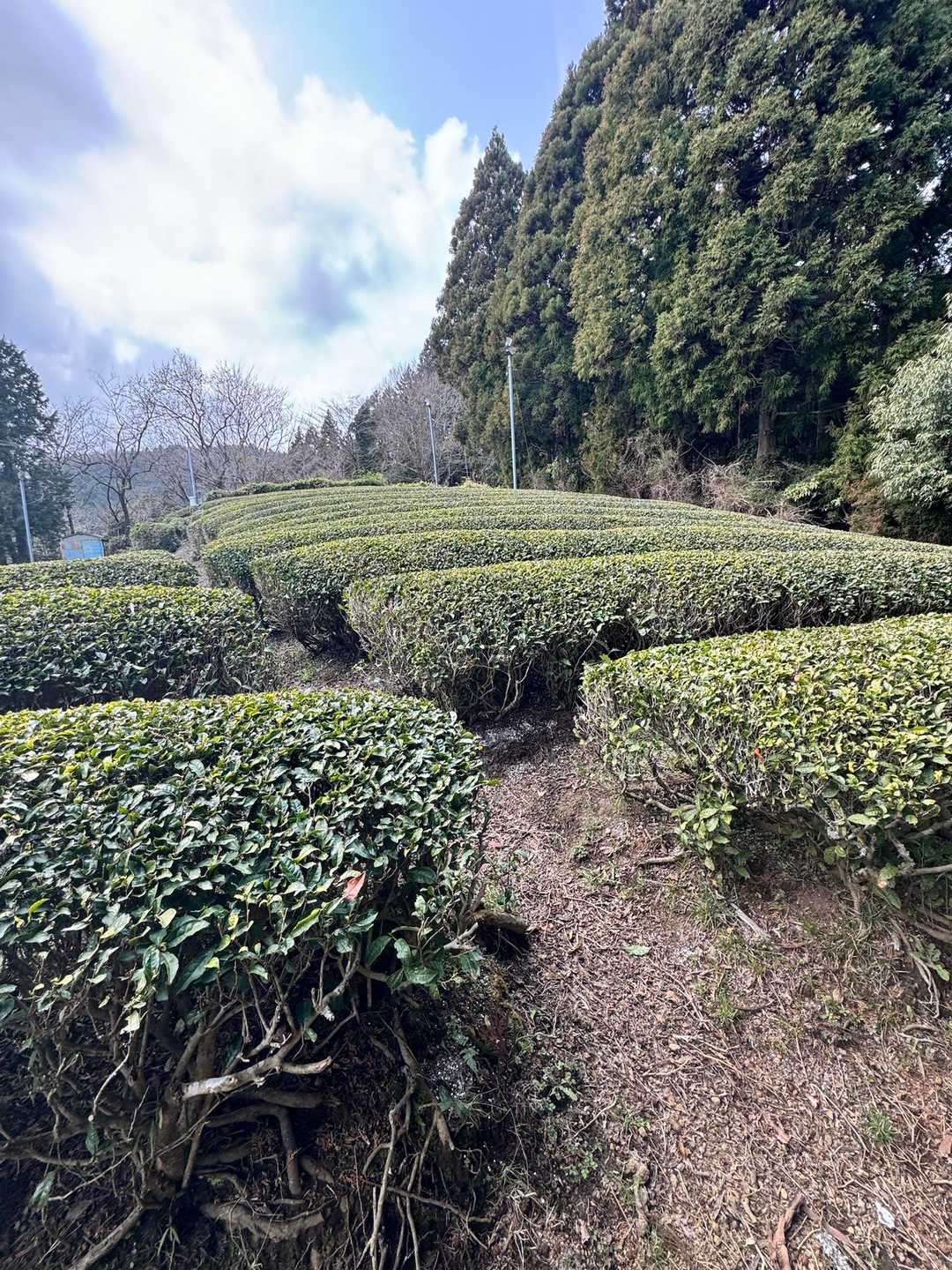 矢倉沢バス停-矢倉沢登山口-矢倉岳-清水越-地蔵堂バス停 縦走コースの写真